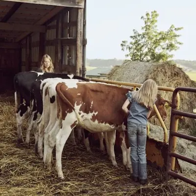 A farmer with dairy cattle at a barn