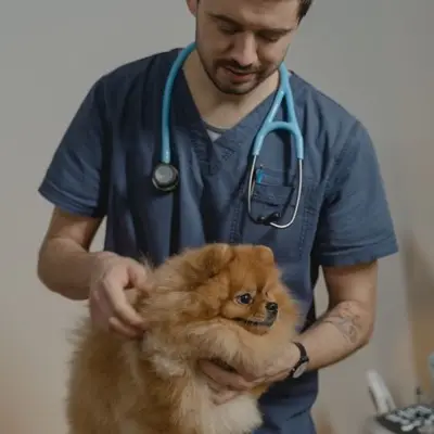 A veterinarian holding a Pomeranian