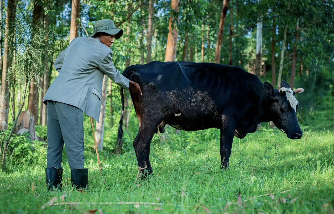 A veterinarian examining a cow in a green pasture