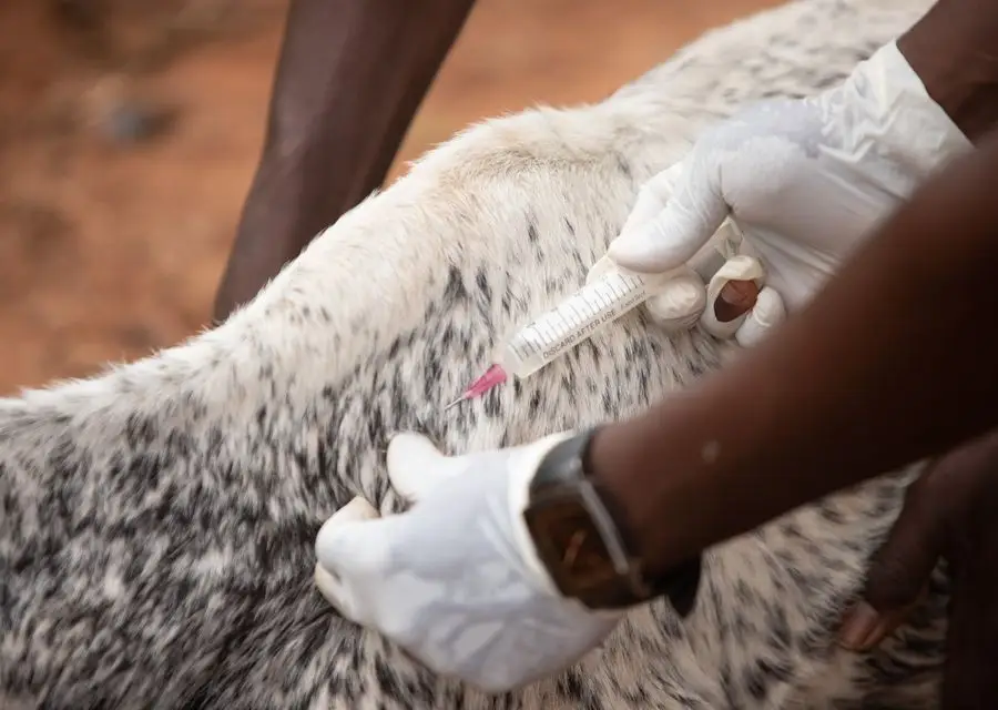 A gloved hand injecting a cow