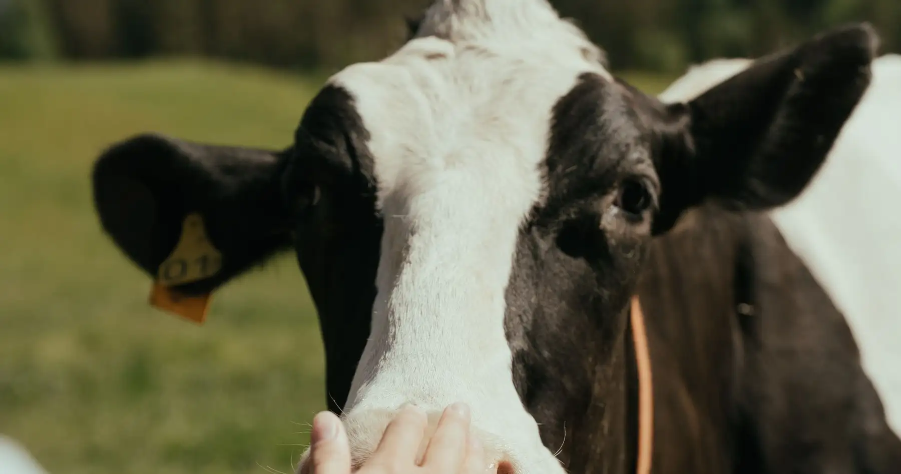 A veterinarian's hand on a Holstein cow