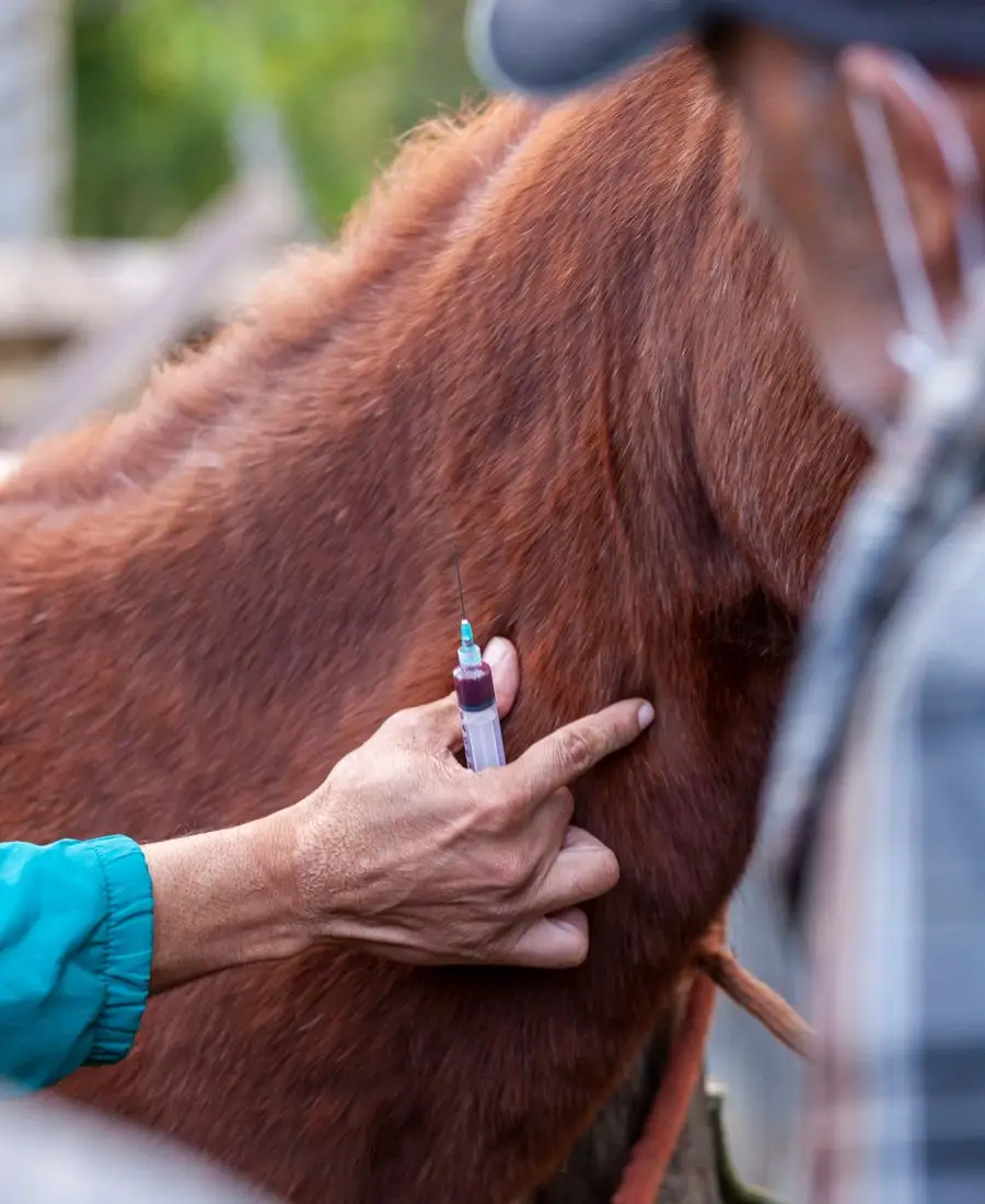 A horse receiving an injection in the neck