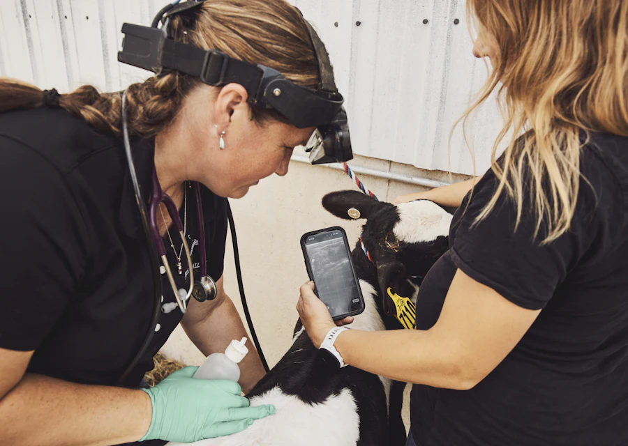 A veterinarian checking a phone while treating a calf