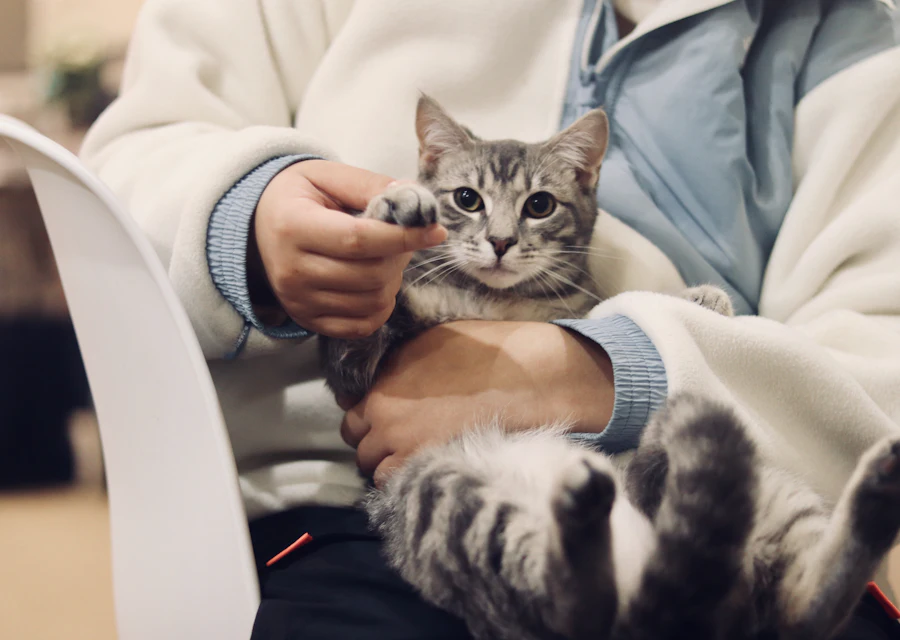 A tabby cat held in its owner's arms